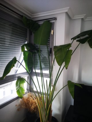 Planta preciosa Strelitzia Nicolai - Ave paraiso