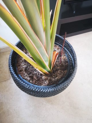 Planta preciosa Strelitzia Nicolai - Ave paraiso