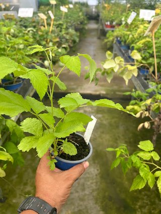 Frambuesa Morada - Rubus neglectus