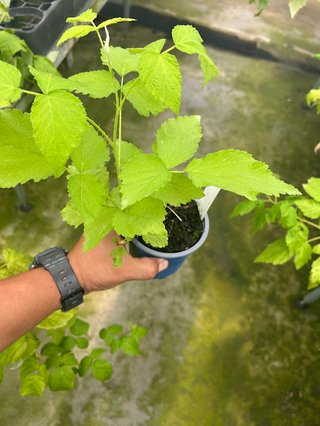 Frambuesa Morada - Rubus neglectus