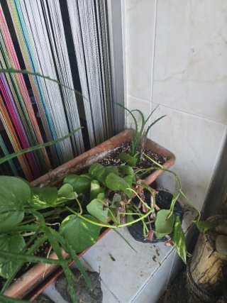 Planta con jardinera