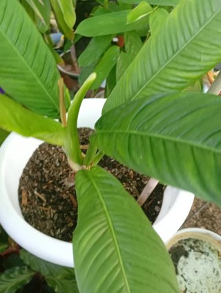 Philodendron campii planta