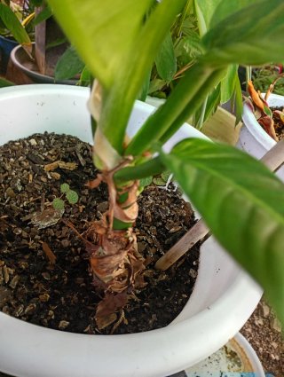 Philodendron campii planta