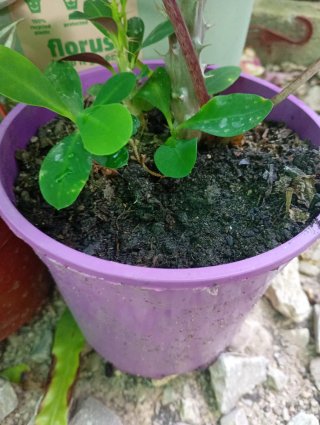 Lote 2 plantitas