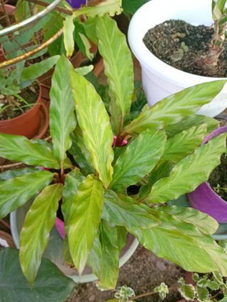 Lote 2 plantitas