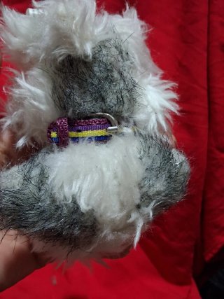 Colección Perritos Dog