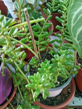 Lote 5 plantitas suculentas
