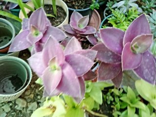 Lote 5 plantitas suculentas