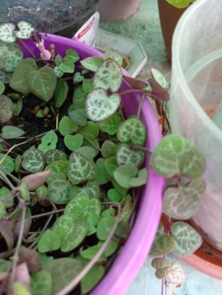 Ceropegia variegada colgante