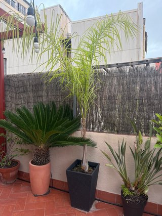 Palmera grande con maceta