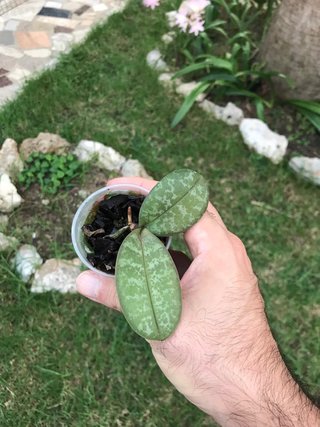 Phalaenopsis schilleriana