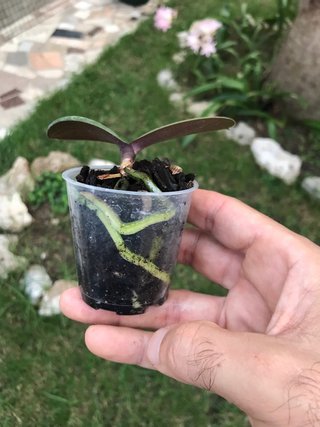 Phalaenopsis schilleriana