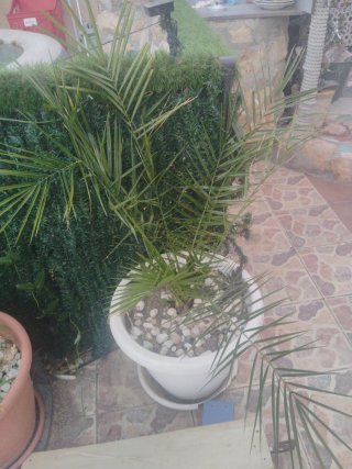 Palmera en maceta blanca