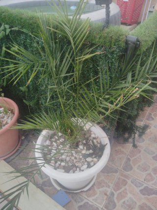 Palmera en maceta blanca