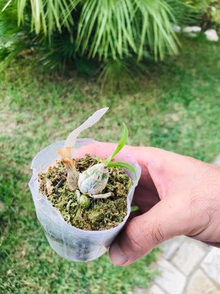 Monnierara millenium magic “wichtcraft”