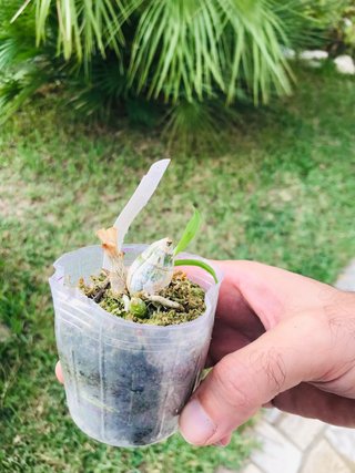 Monnierara millenium magic “wichtcraft”