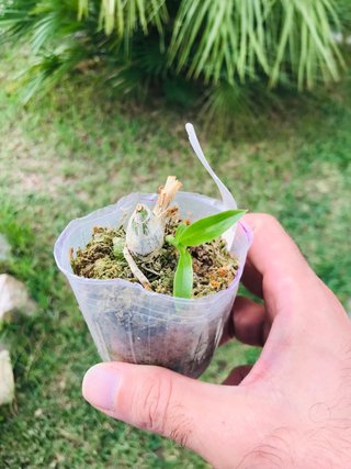 Monnierara millenium magic “wichtcraft”