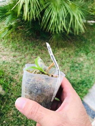 Monnierara millenium magic “wichtcraft”