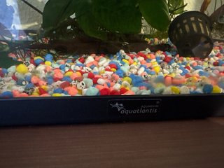 Acuario 50L