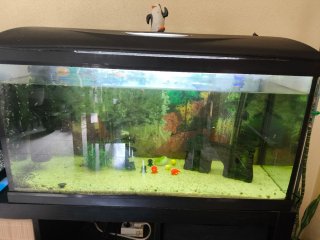 Acuario 100L con calentador, filtro y luz