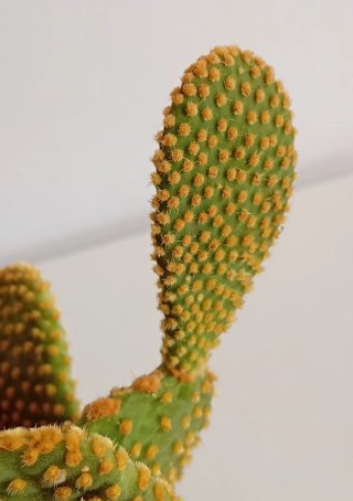 Cactus Orejas de Conejo Maceta Piedra Zen