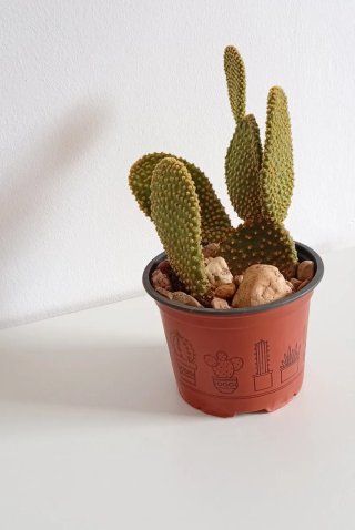 Cactus Orejas de Conejo Maceta Piedra Zen