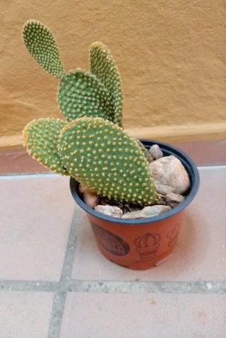 Cactus Orejas de Conejo Maceta Piedra Zen