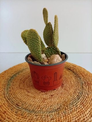 Cactus Orejas de Conejo Maceta Piedra Zen