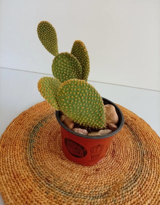 Cactus Orejas de Conejo Maceta Piedra Zen