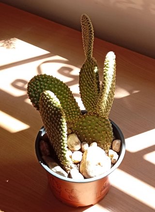 Cactus Orejas de Conejo Maceta Piedra Zen
