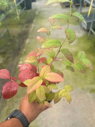 Planta Arándano Azul Duke