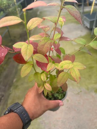 Planta Arándano Azul Duke