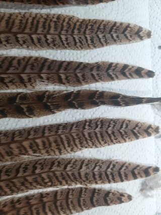 Plumas de Faisán Naturales
