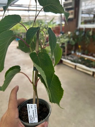 Kiwi Autofertil Jenny