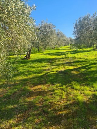 Parcela con Olivar y construcción