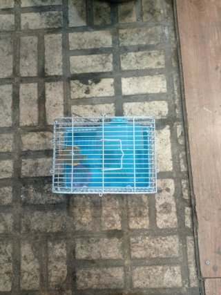 Jaula para hámster plateada y azul