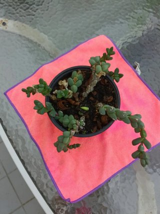 Planta suculenta en maceta