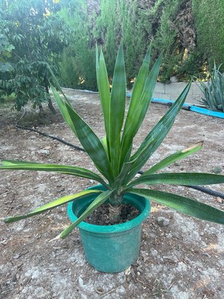 Yuca categoría Real. 90cm de altura.Muy resistente