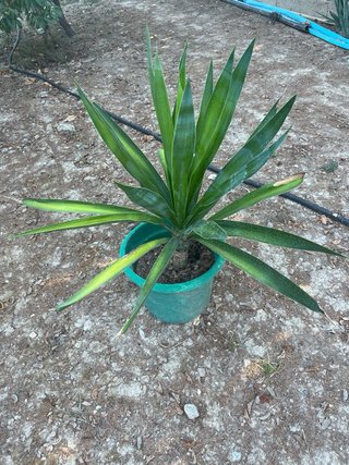 Yuca categoría Real. 90cm de altura.Muy resistente