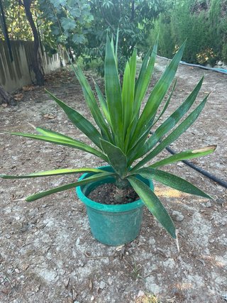 Yuca categoría Real. 90cm de altura.Muy resistente
