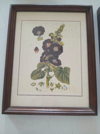 Coppia Quadri Stampe Botaniche con Cornice