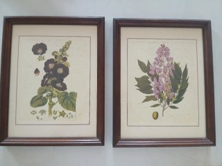Coppia Quadri Stampe Botaniche con Cornice