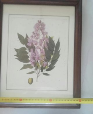 Coppia Quadri Stampe Botaniche con Cornice