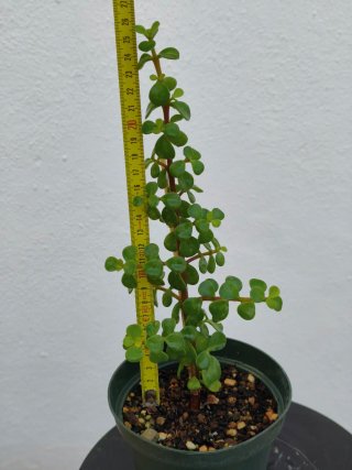 Planta ortulacaria afra