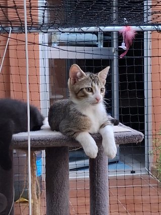 Red de seguridad para gatos. Varias unidades