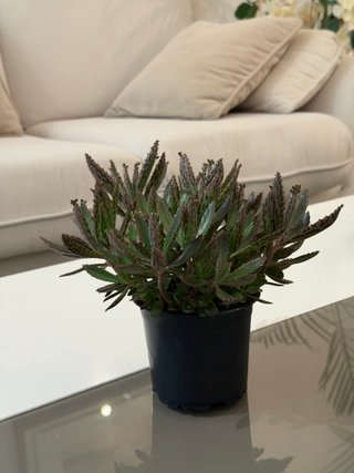 Kalanchoe daigremontiana planta