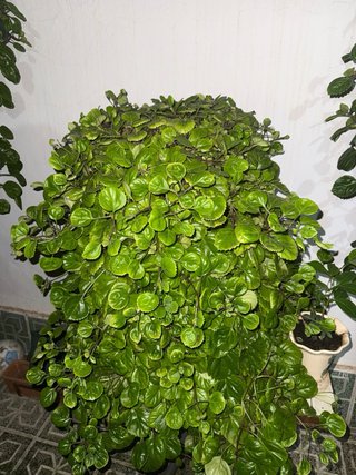 Planta del Dinero Gigante