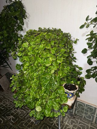 Planta del Dinero Gigante