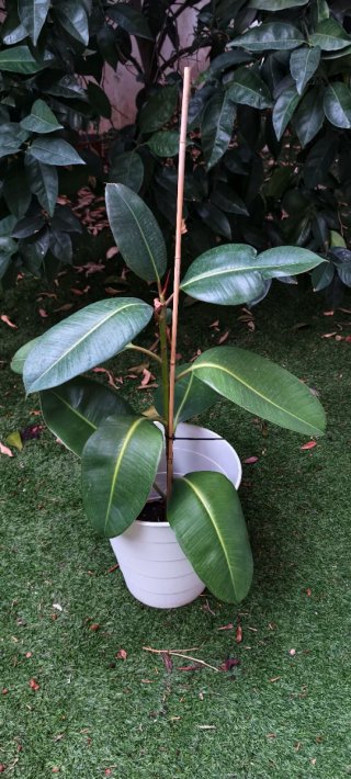 Ficus Elástica Planta Natural