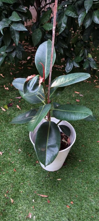 Ficus Elástica Planta Natural